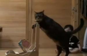 Katze bringt kleinem Jungen das Laufen bei Katze bringt kleinem Jungen das Laufen bei